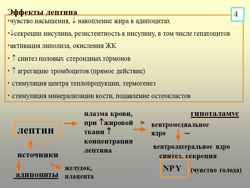 гипоталамус  адипоциты лептин источники желудок, плацента плазма крови, при жировой ткани  концентрация